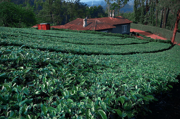 tea-leaves-tea-garden-south-india-plantations-preview.jpg