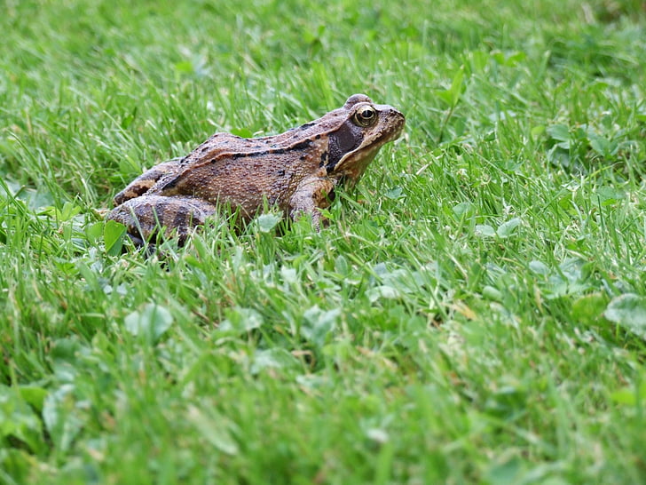 frog-grass-summer-meadow-preview.jpg